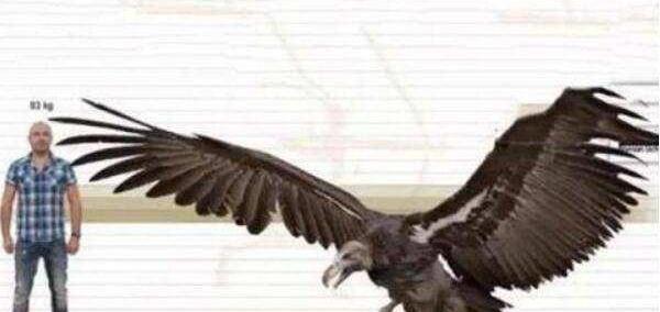 20張比你想象中要大的動物，比人還大的螃蟹