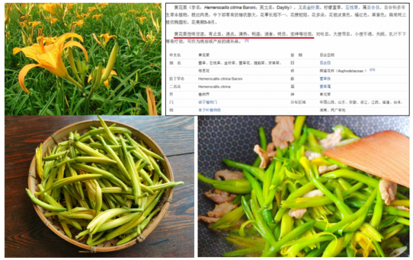 闢謠：黃花菜咋樣都不會有秋水仙鹼