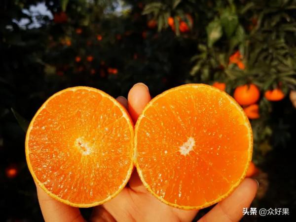 2021/2022年柑橘行情預估：反彈無望，或將繼續保持理性