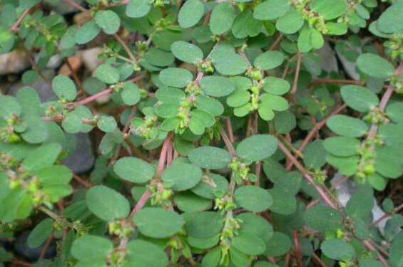 農村人釀酒,4種“野草”別錯過,都是“制曲”的好材料,漲知識 農村人釀酒,4種“野草”別錯過,都是“制曲”的好材料,漲知識