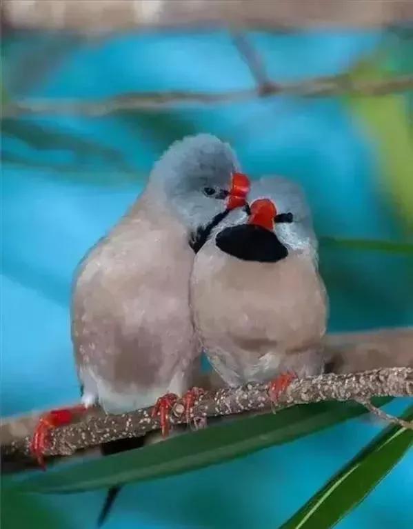 分享圖片心心相惜，不離不棄的鳥精靈