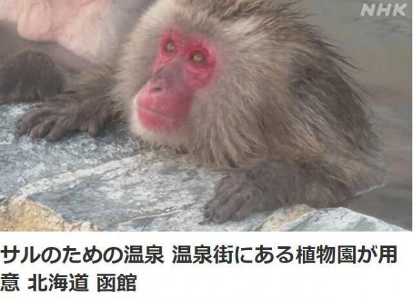 享受！日本猴子泡露天溫泉過冬 遊客大呼可愛(圖)
