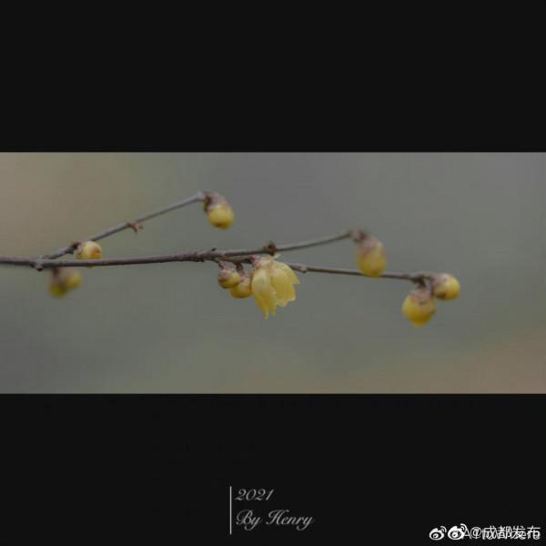 都植物園梅花初開 都植物園梅花初開