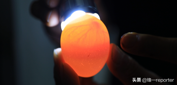 同樣養20萬隻蛋雞，他比別人多收入上百萬元，奧秘是啥？