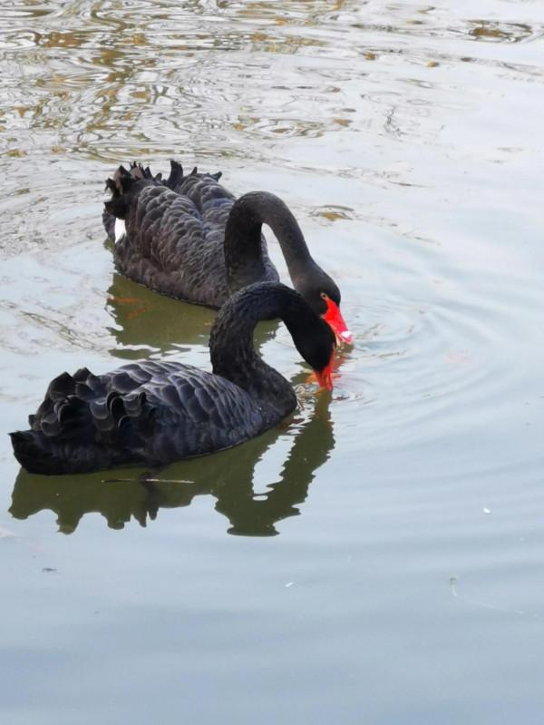 天鵝湖上的伴侶
