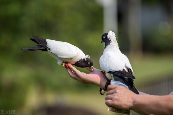 國內鴿子品種眾多,9大品種你知道幾個? 國內鴿子品種眾多,9大品種你知道幾個?