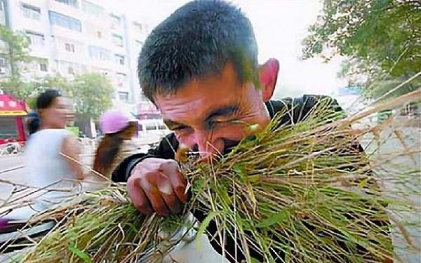 龔清孝，吃草上癮得以賺錢、娶媳婦，34年吃了40噸草：我就喜歡吃