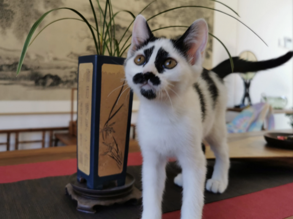 如何正確處理流浪貓？即使不喜歡，也千萬別去傷害