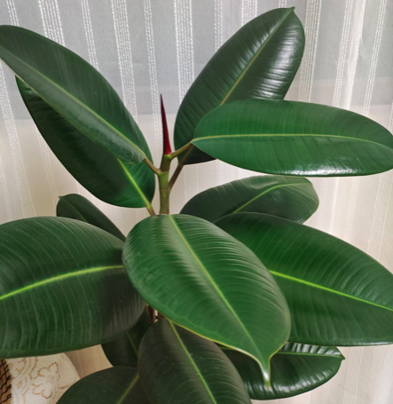 家裡的大葉植物也要&OpenCurlyDoubleQuote;洗個澡&rdquo;，養分會更充足，植株長得壯