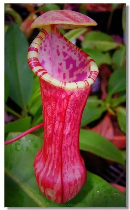 十二生肖對應的幸運花