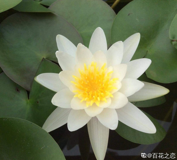 80種常見植物圖解,出門識花不求人,倍兒有面子 80種常見植物圖解,出門識花不求人,倍兒有面子