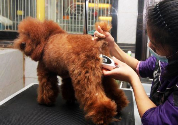 這幾種狗好養、價格還便宜，寵物店一般不推薦給你