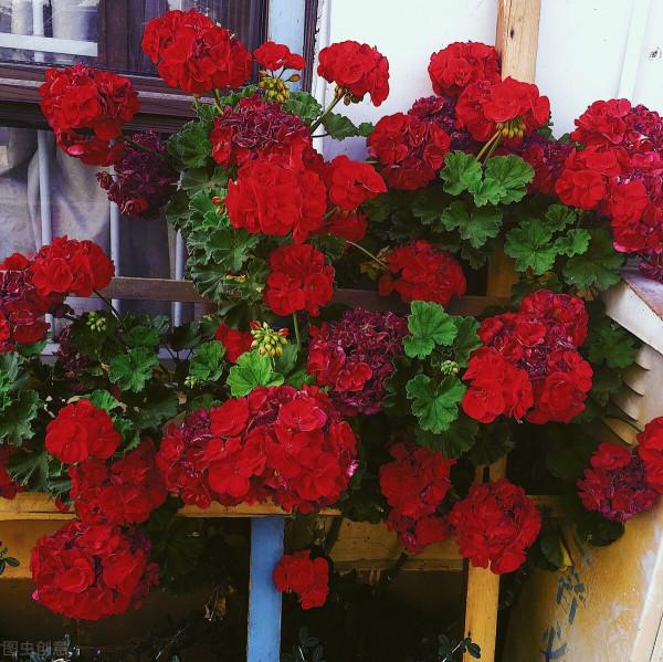 越養花越貧窮?其實養花也能賺錢,完全可以滿足養花的開銷 越養花越貧窮?其實養花也能賺錢,完全可以滿足養花的開銷