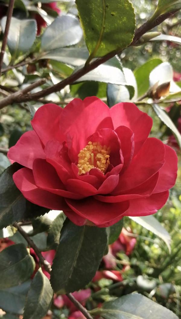 孫保才《心意內功勁法漫談》：心意的劈掌與形意的劈拳 （2）