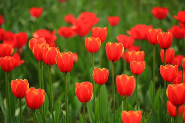 買菜+買花、“白菜價買鮮花”，社群團購玩法越來越“花”