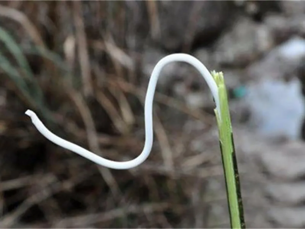 通草有什麼作用?3大用途,難怪市場價格這麼高,100多元一斤 通草有什麼作用?3大用途,難怪市場價格這麼高,100多元一斤