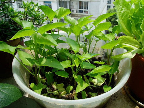 吃剩的青菜根，埋進花盆裡，澆點水，冒出小菜園，半年摘不完