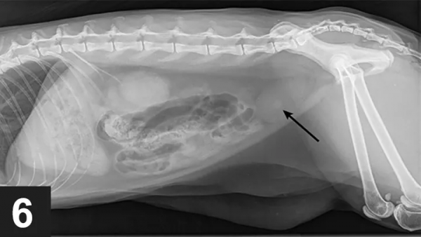活貓能被尿憋死？還真有可能……