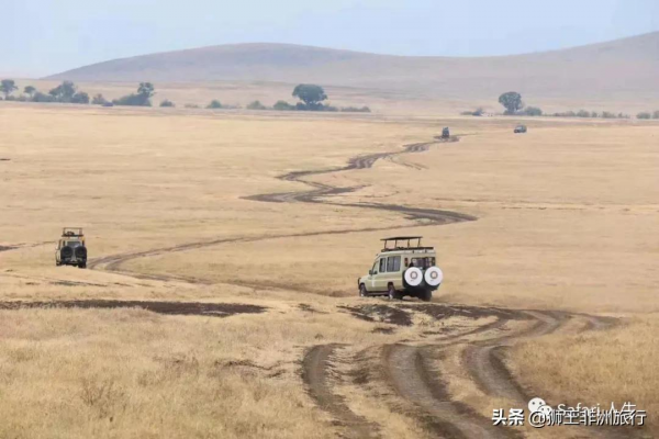 什麼是“Safari”? 什麼是“Safari”?