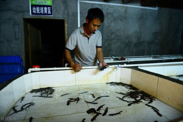 秦嶺娃娃魚被濫捕，野生數量減少8成，暴利背後是怎樣的危機？