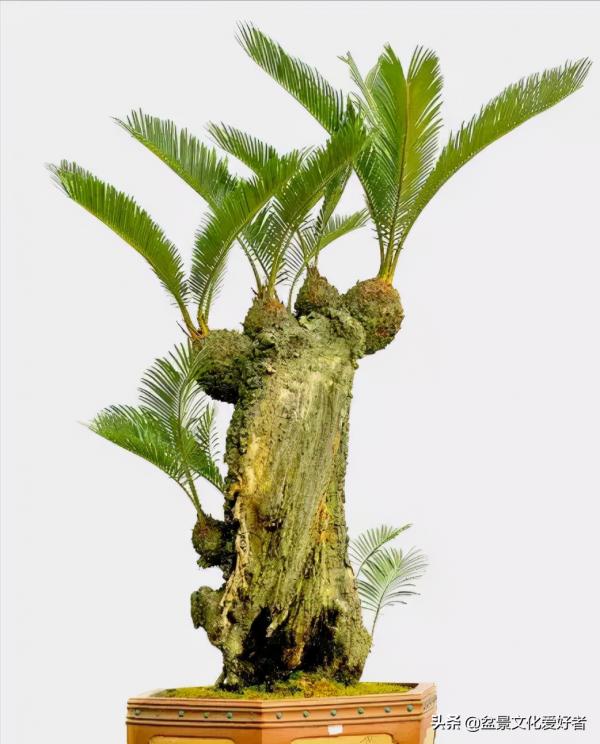 盆景製作口訣（建議收藏）