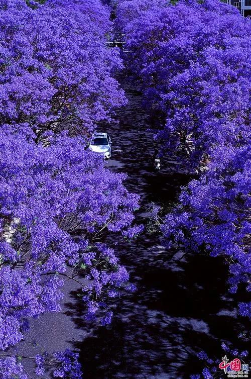 世界最美的路 浪漫藍花楹