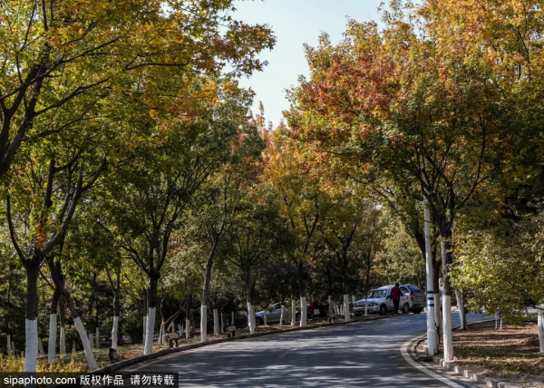 準備打卡！北京這些地方已經美成畫！最新彩葉實拍→