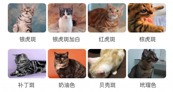 貓咪圖鑑大賞-美國短毛貓(美短,American Shorthair) 貓咪圖鑑大賞-美國短毛貓(美短,American Shorthair)