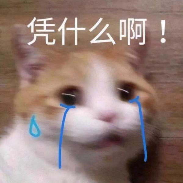 喵星人可愛表情包來了