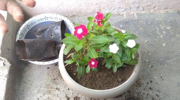 陽臺盆栽養花選這3樣,開花多、花期長,掐個枝就能育苗成功 陽臺盆栽養花選這3樣,開花多、花期長,掐個枝就能育苗成功