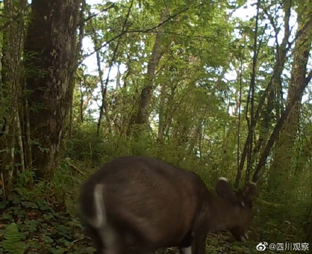 組團賣萌！紅外相機下野生國寶的賣萌日常