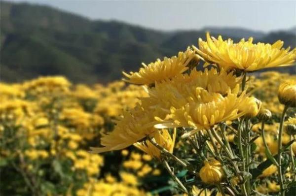 山明水淨夜來霜。兩首霜降時節秋詞,明快而勵志,值得品讀 山明水淨夜來霜。兩首霜降時節秋詞,明快而勵志,值得品讀