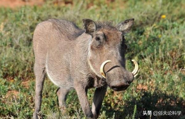 我國6省開放野豬捕獵期,明明是保護動物,為何要對它動真格? 我國6省開放野豬捕獵期,明明是保護動物,為何要對它動真格?