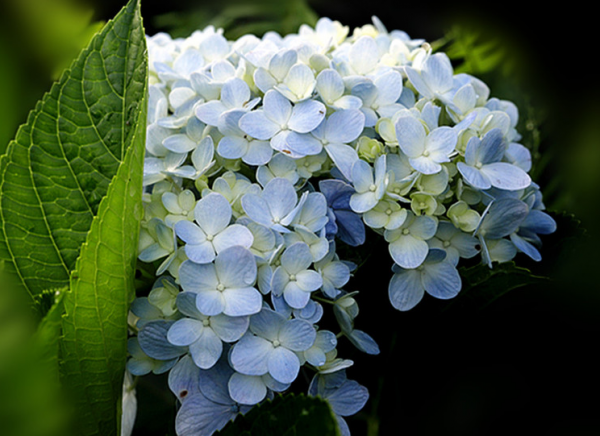 5天后，4個星座，一改不如意之勢，厚積薄發，成就非凡