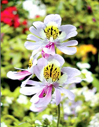 《百花集》（一百八十八）