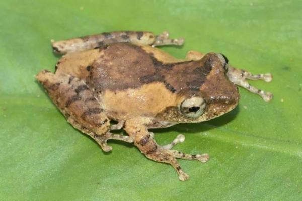 2022這些新物種，有你認識的嗎？