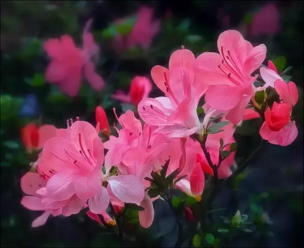 十大名花 十首詩，驚豔千年！第六篇，繁花似錦——杜鵑