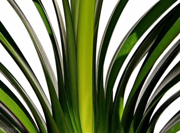 君子蘭有2個訊號，及時去做3件事，花箭長得快，不夾箭