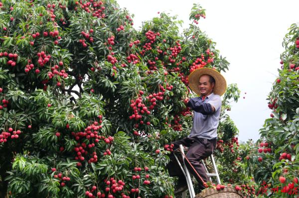 豐收九月，廣州從化瓜果飄香