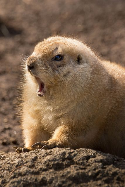 這些草原上的小東西，可能有著堪比人類幼崽的詞彙量