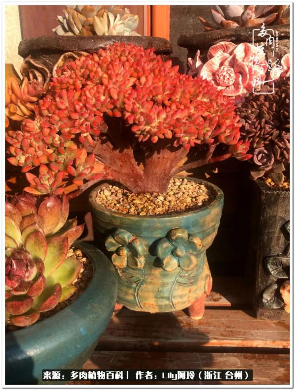 多肉是一個人的狂歡，小城多肉花壇準備出道啦