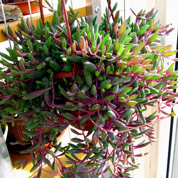 3種“養不死”的花，適合新手，不只是好養，關鍵很漂亮