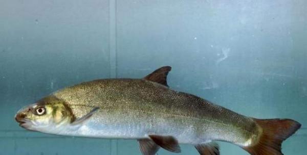 國家一級保護動物的魚你知道多少？意外釣獲後千萬要及時放生