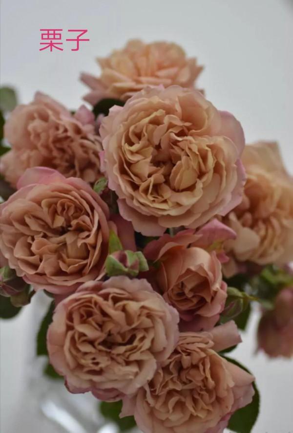 木村卓功及木村系列月季品種（4）