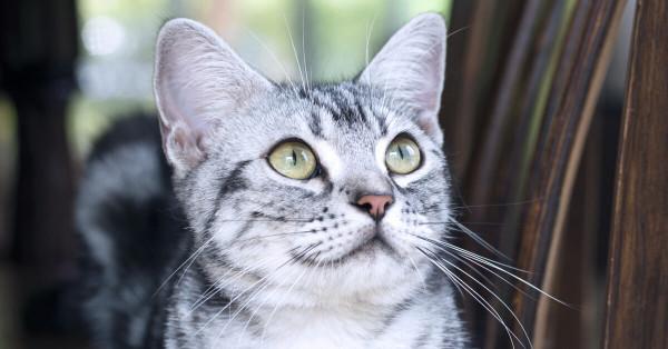 美國短毛貓丨銀虎斑