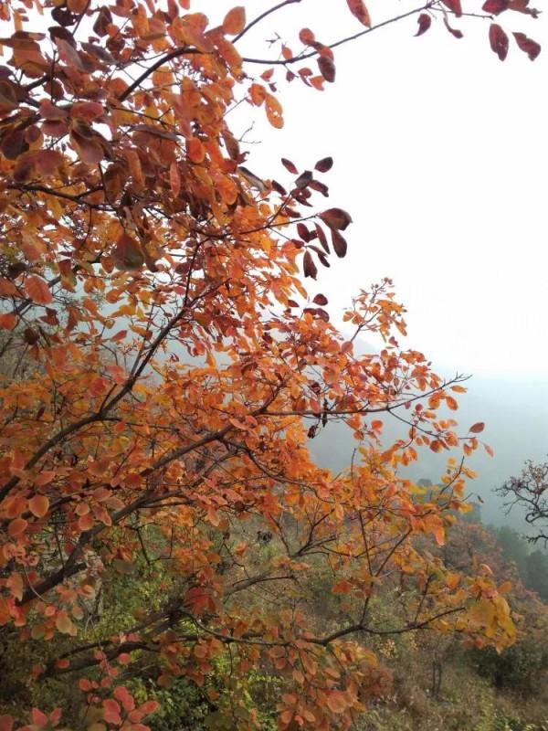 重溫香山紅葉美景 重溫香山紅葉美景