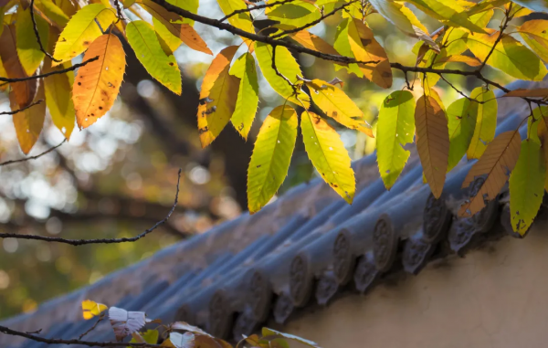 入冬了,這裡也終於到了最美的時候! 入冬了,這裡也終於到了最美的時候!