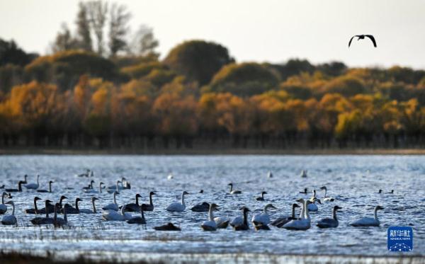 毛烏素沙地飛來白天鵝
