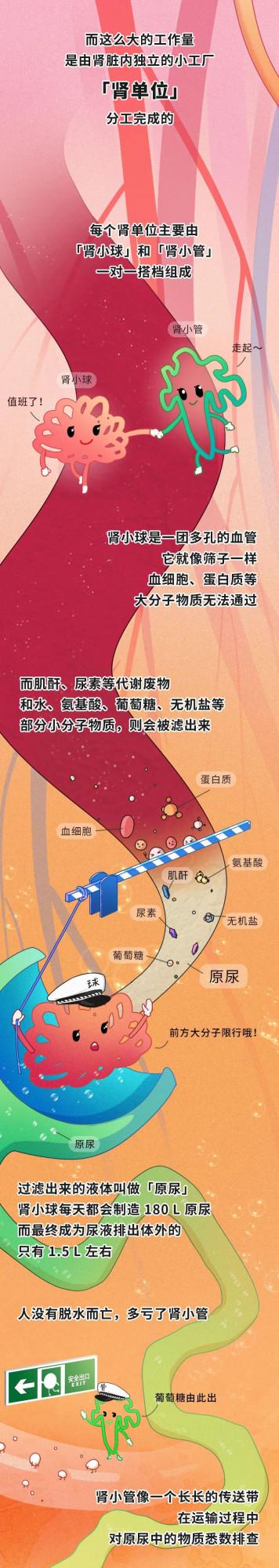 漫畫科普：來看這個器官是怎麼幹活兒的