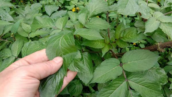 大叔煩惱的接骨草，挖回家煮水泡腳，舒筋活血，變廢為寶